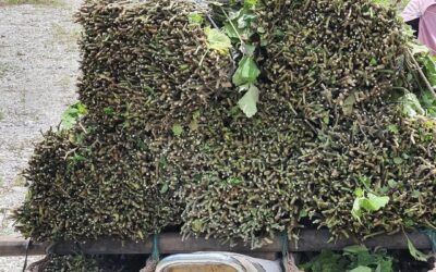 Bertahun-tahun Nilam Aceh Diekspor, tapi Petaninya Tetap Tertinggal