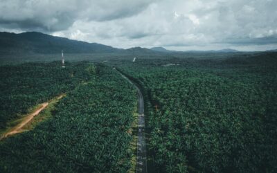 3,1 Juta Hektar Sawit Ilegal Direbut Negara, Babak Baru Tata Kelola Lahan